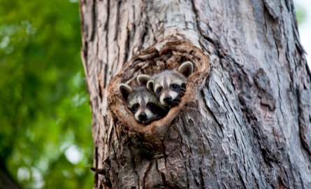 Baby racoons sitting together in tree